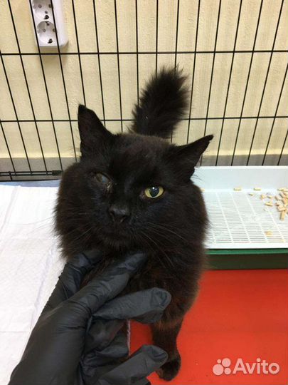 Коты в добрые руки