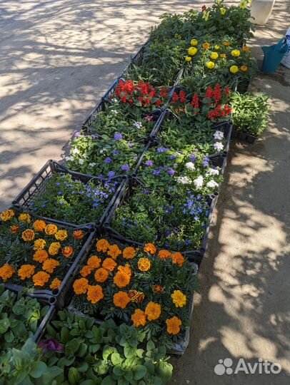 Рассада цаетов