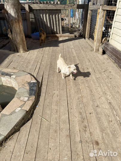 Маленькая собачка