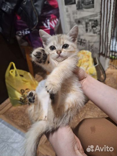 Отдам котенка в добрые руки