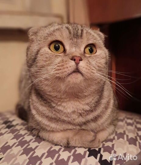 Шотландская вислоухая кошка
