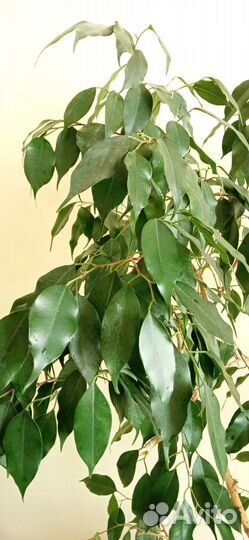 Фикус бенджамина