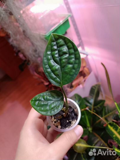 Ароидные 1. Отредактировано 30.09