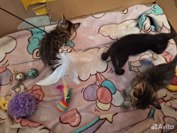 Котята в добрые руки