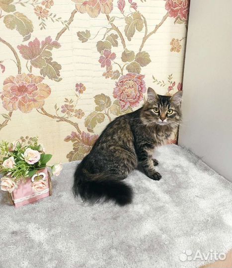 Кошечка Василиса