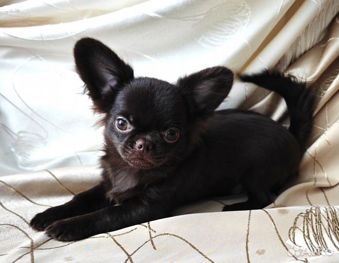 Чихуахуа - хочу такую