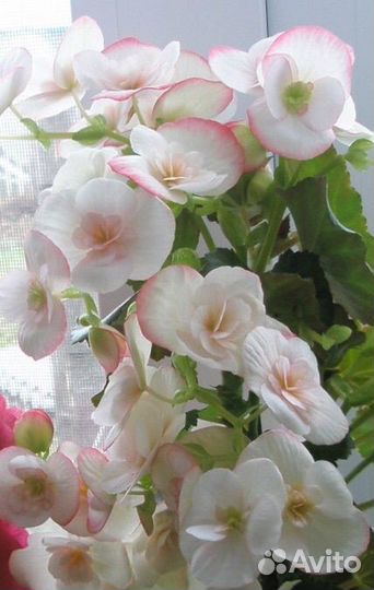 Бегония Элатиор