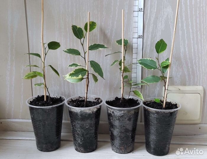 Комнатные растения