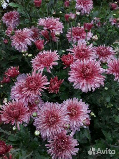 Хризантемы