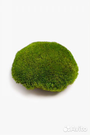 Кочка царская мох