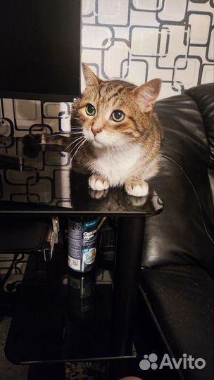 Кот в добрые руки