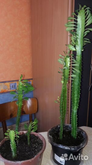 Кактус Тригона