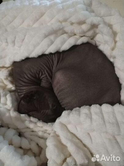 Передержка кошек и котиков