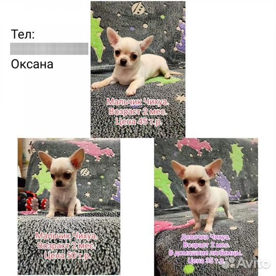 Щенки чихуахуа