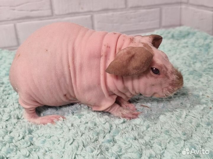 Морские свинки скинни