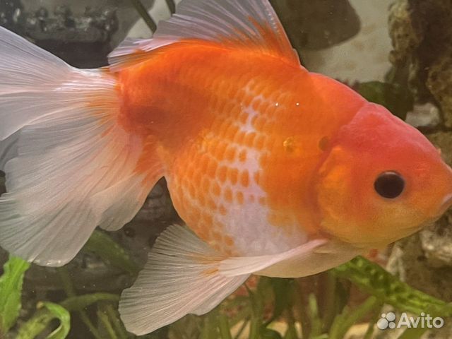 Золотая Рыбка вуалехвост