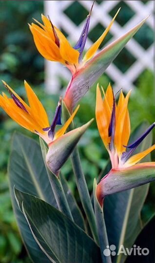 Стрелиция Регина