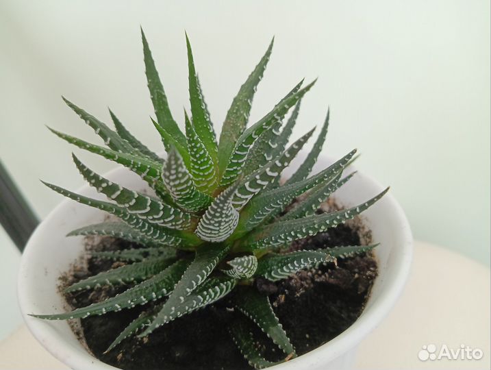 Суккуленты