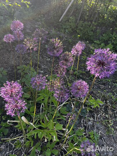 Декоративный лук,алиум