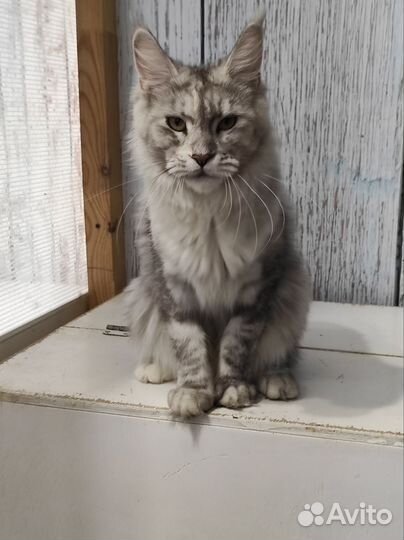 Взрослые девочки мейн-кун