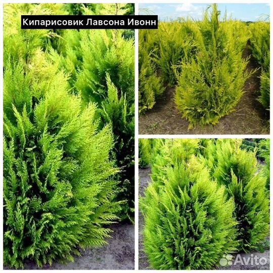 Кипарисовик Ивонн, Нана Грацилис, Эллвудс Голд