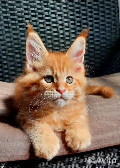 Котята мейн-кун