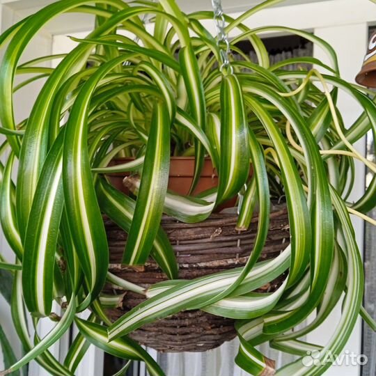 Комнатные растения цветы