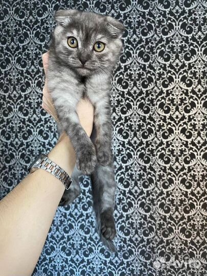 Шотландская вислоухая