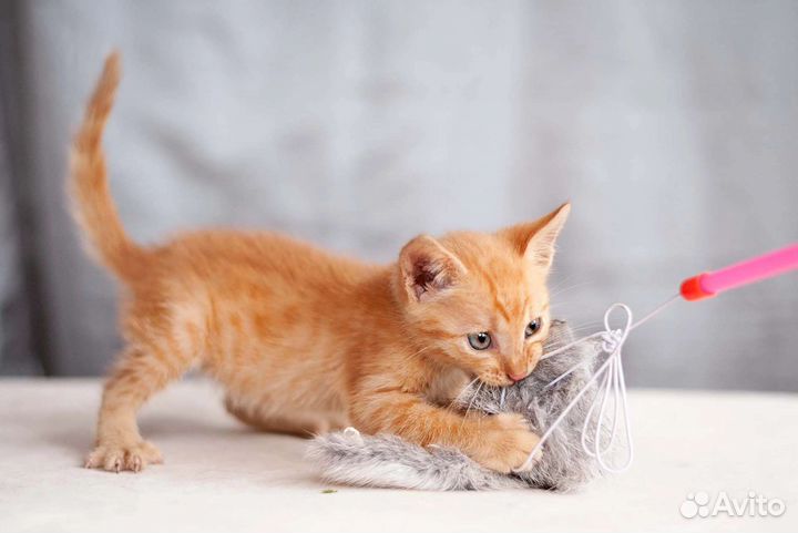 Ежкин кот - в дар