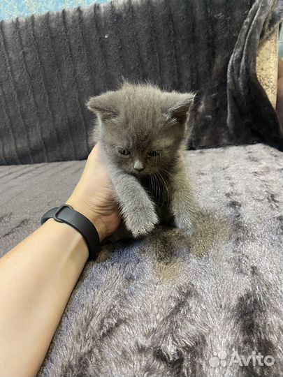 Британские котята