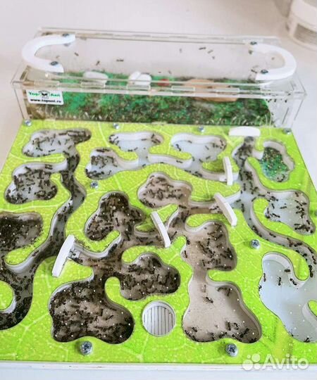 Муравьиная ферма с муравьями