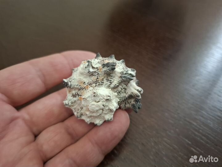 Морские раковины 48мм