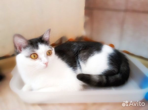 Молоденькая киска Полинка