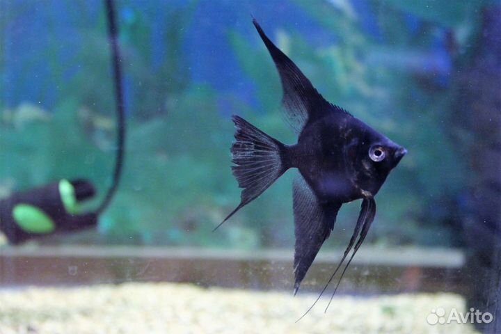 Аквариумные рыбки