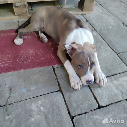 Стаффордширский терьер