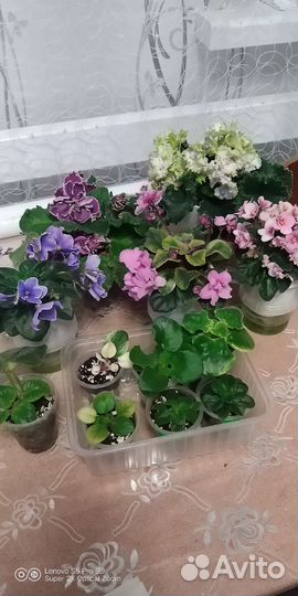 Наборы деток сортовых фиалок