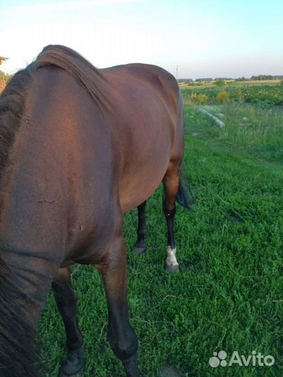Продам лошадь