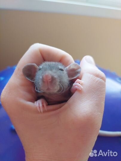 Крыса джамбо