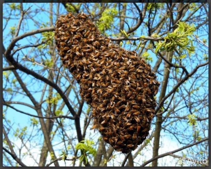 Избавлю от пчелиных роëв