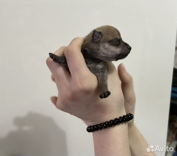 Щенки тойтерьер мини