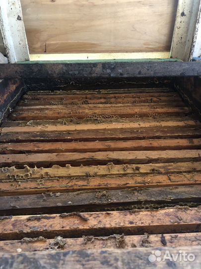 Пчелопавельон