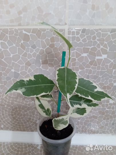 Фикус Бенджамина. Черенки укорененные