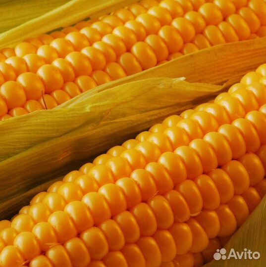 Гибриды кукурузы Пионер П7515