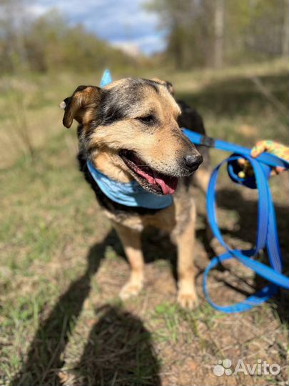 Спокойная собака - улыбака ищет дом