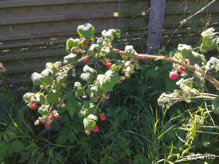 Саженцы малины