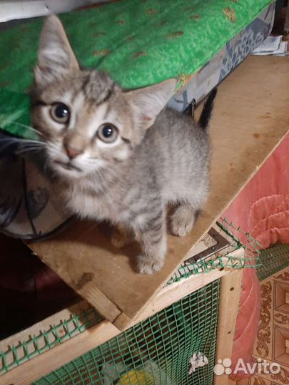 Котенок мальчик в поиске дома. Доставим