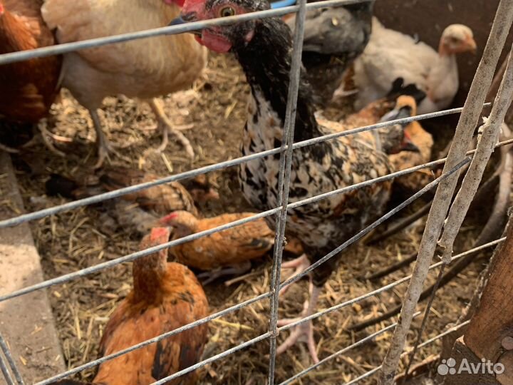 Маленькие курочки, голошейки, питухи. Все разные