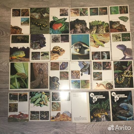 Открытки Амфибии рептилии, 1989