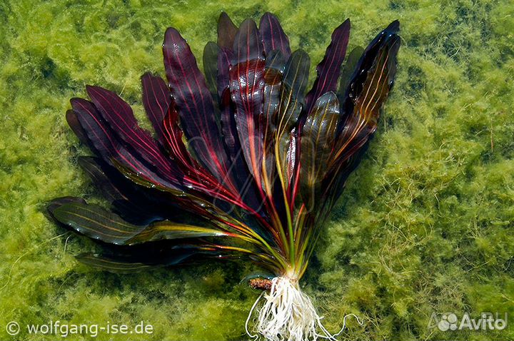 Аквариумные растения / эхинодорусы