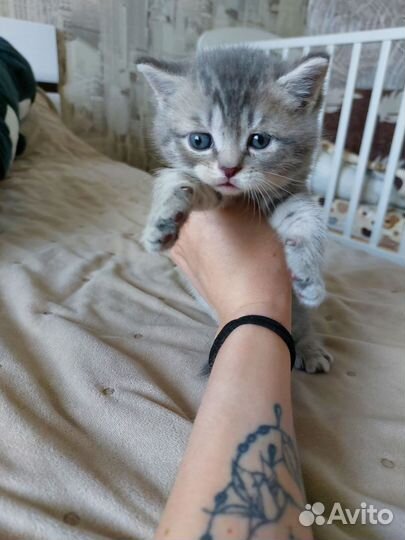Шотландские котята